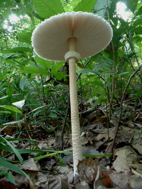 Lepiota (o Macrolepiota ?) procera